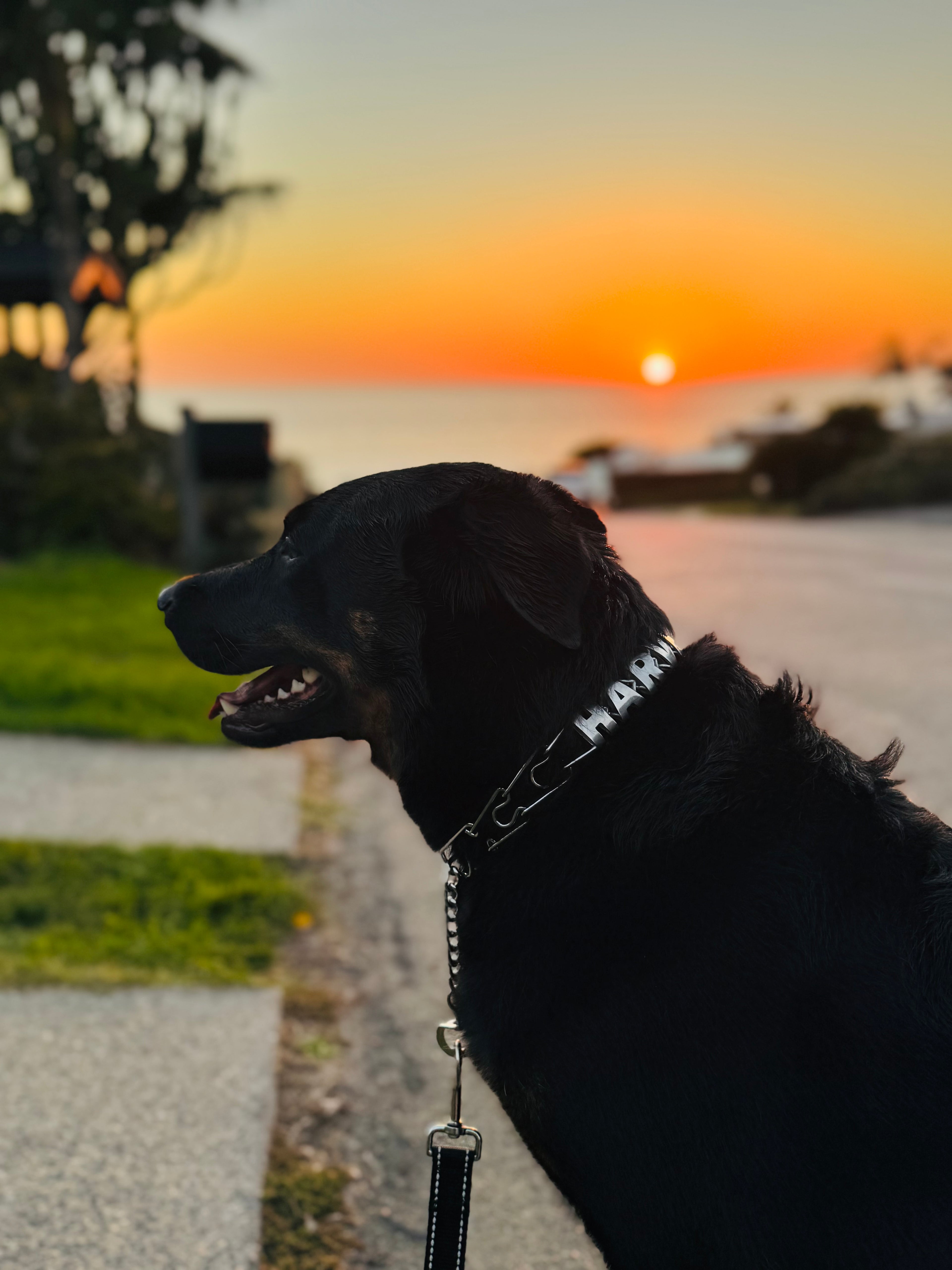 Personalized Prong Collars