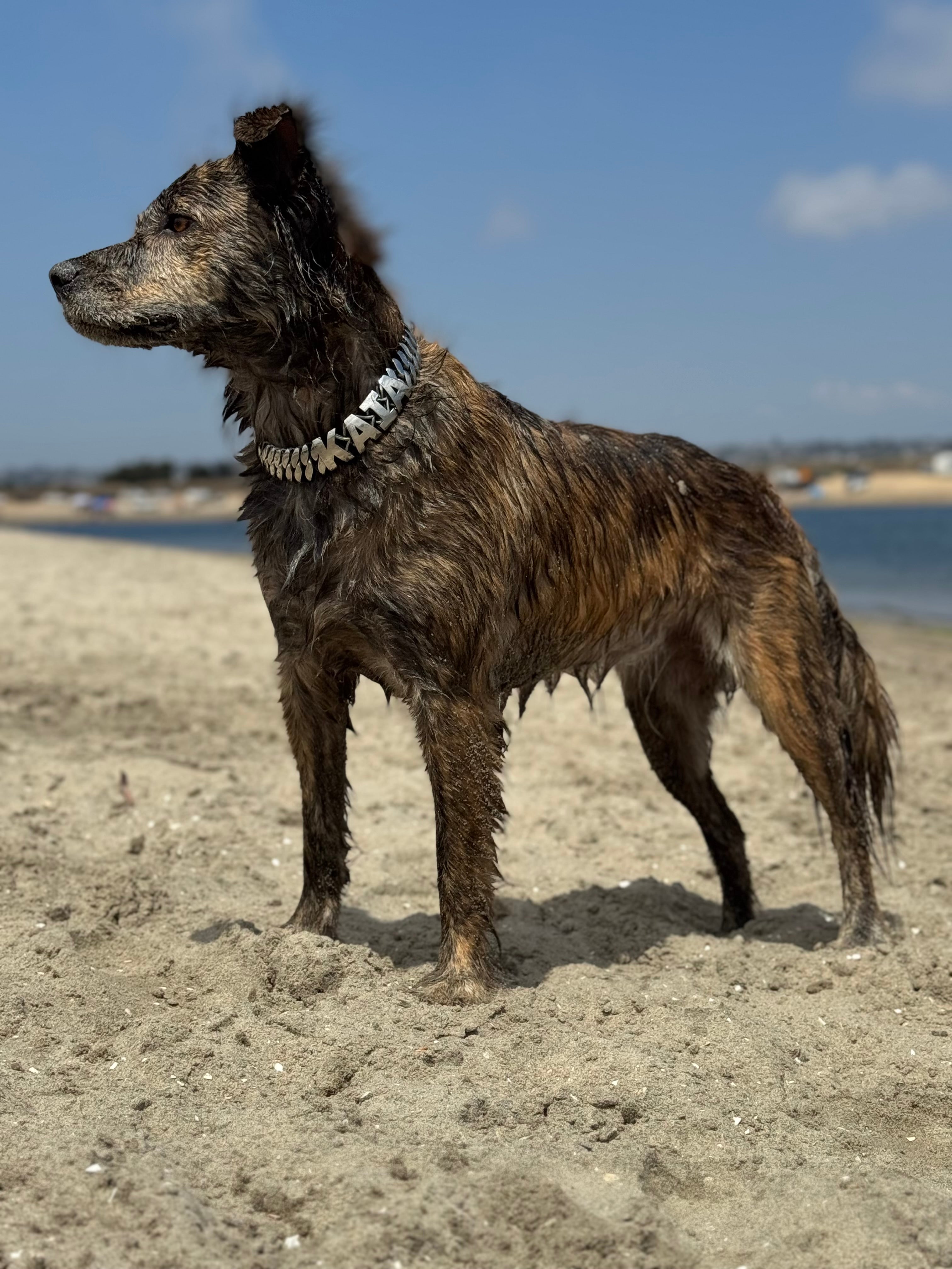 Personalized Chain Collar
