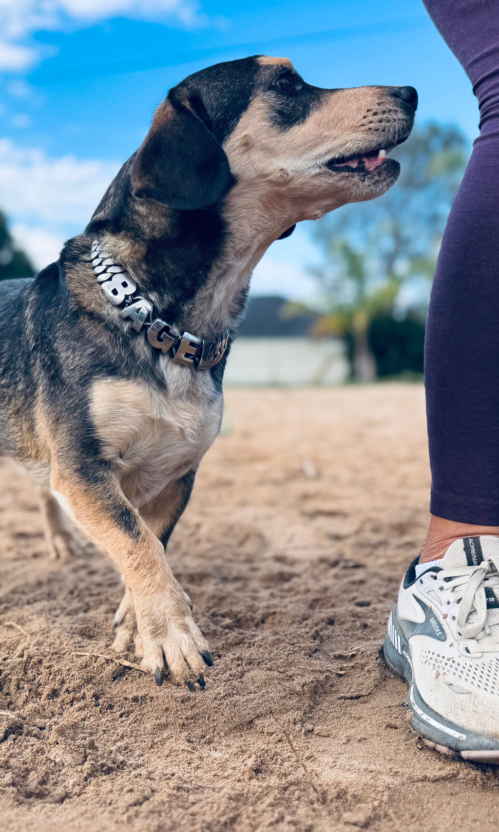 Personalized Chain Collar