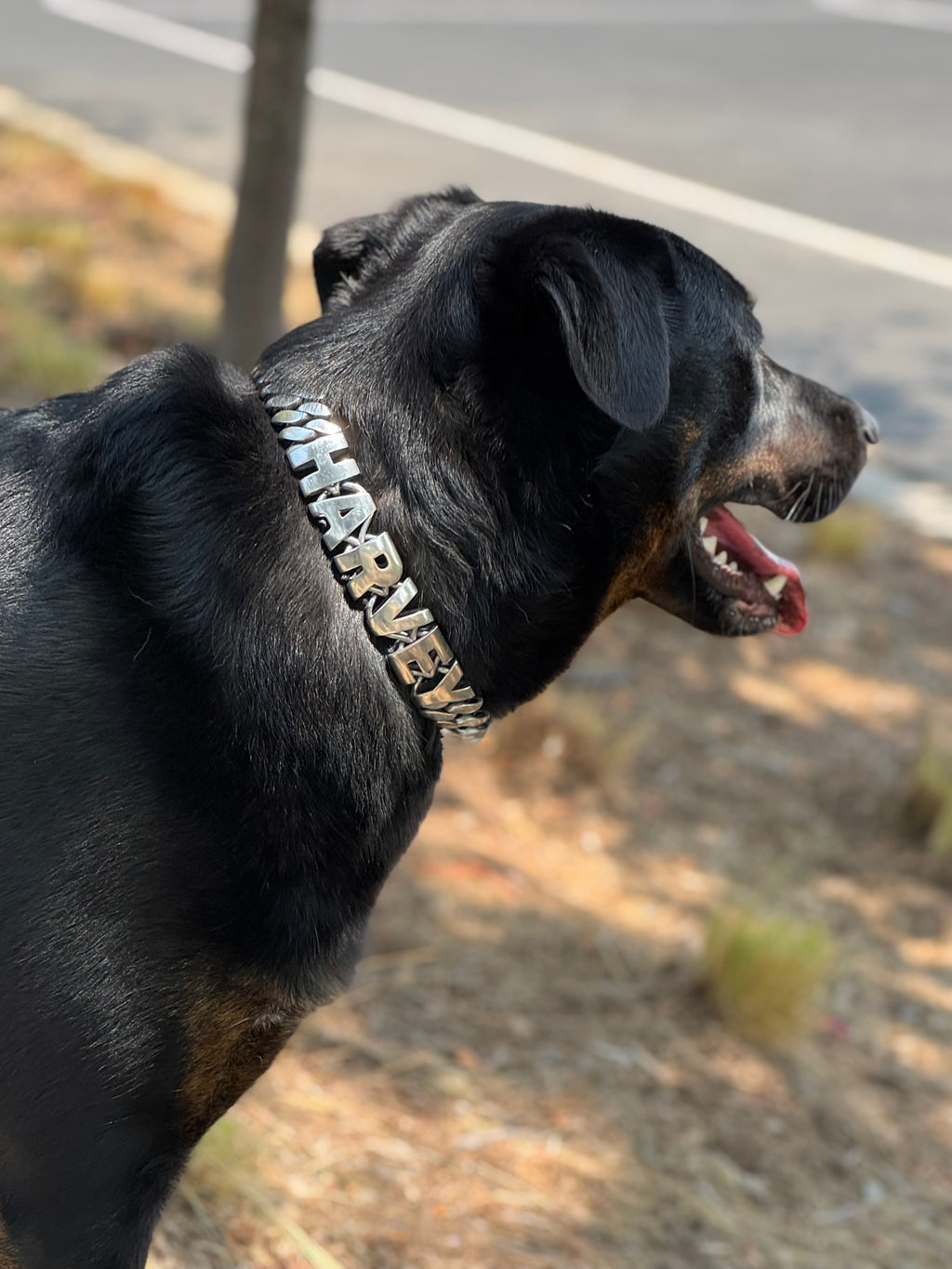 Personalized Chain Collar