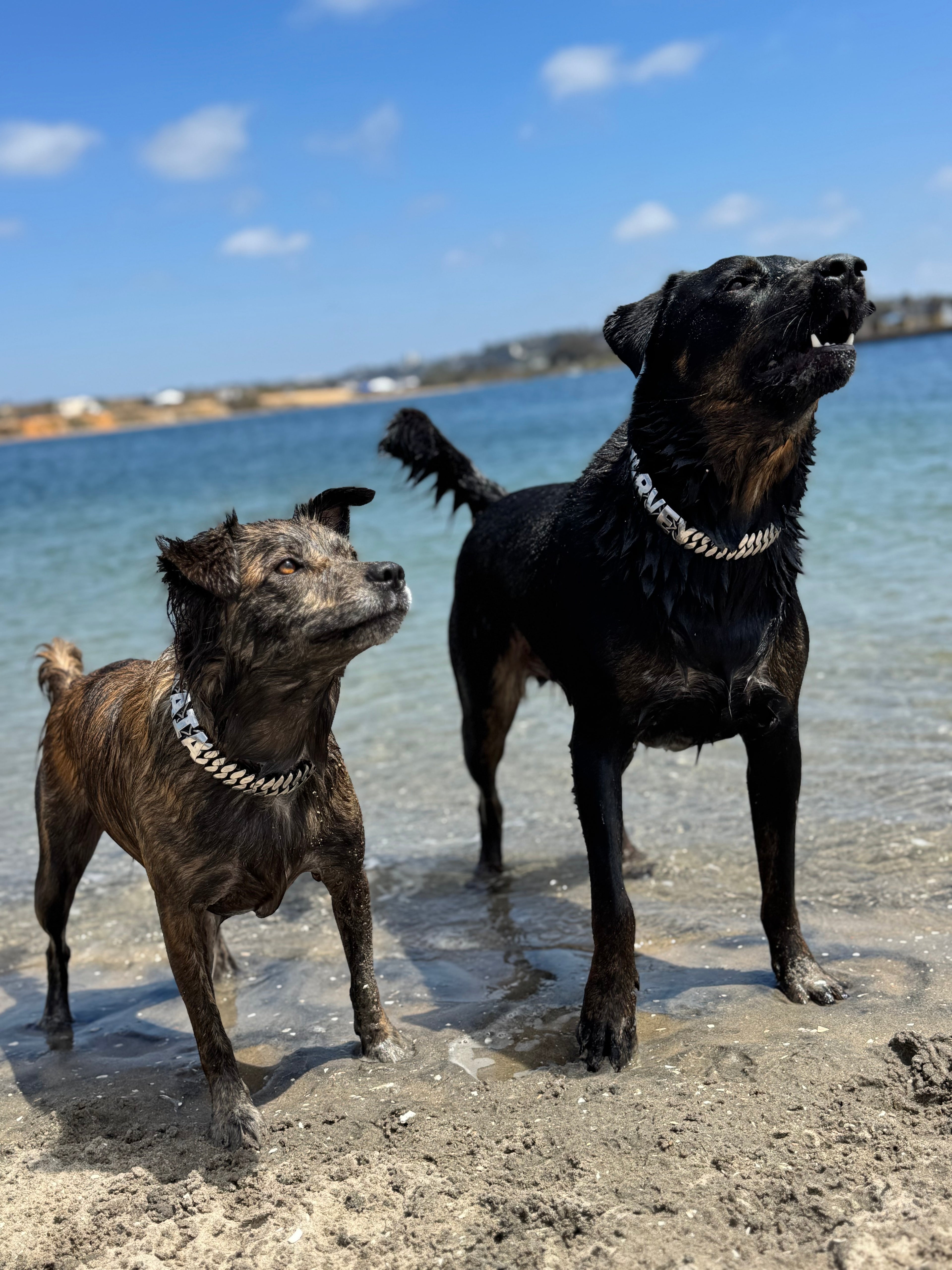 Personalized Chain Collar