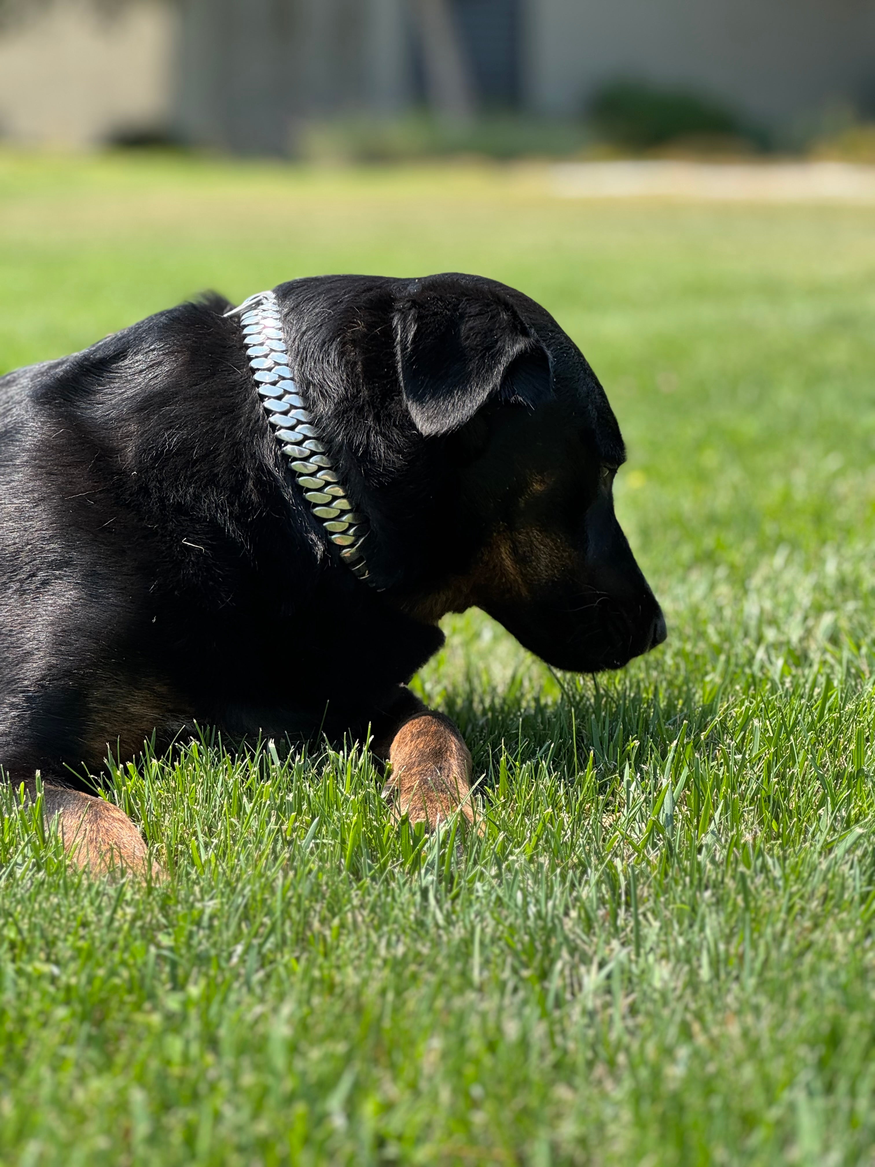 Personalized Chain Collar