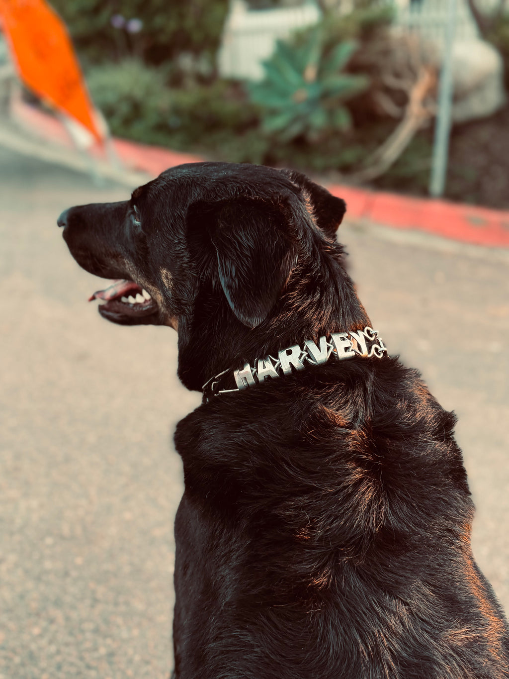 Personalized Prong Collars