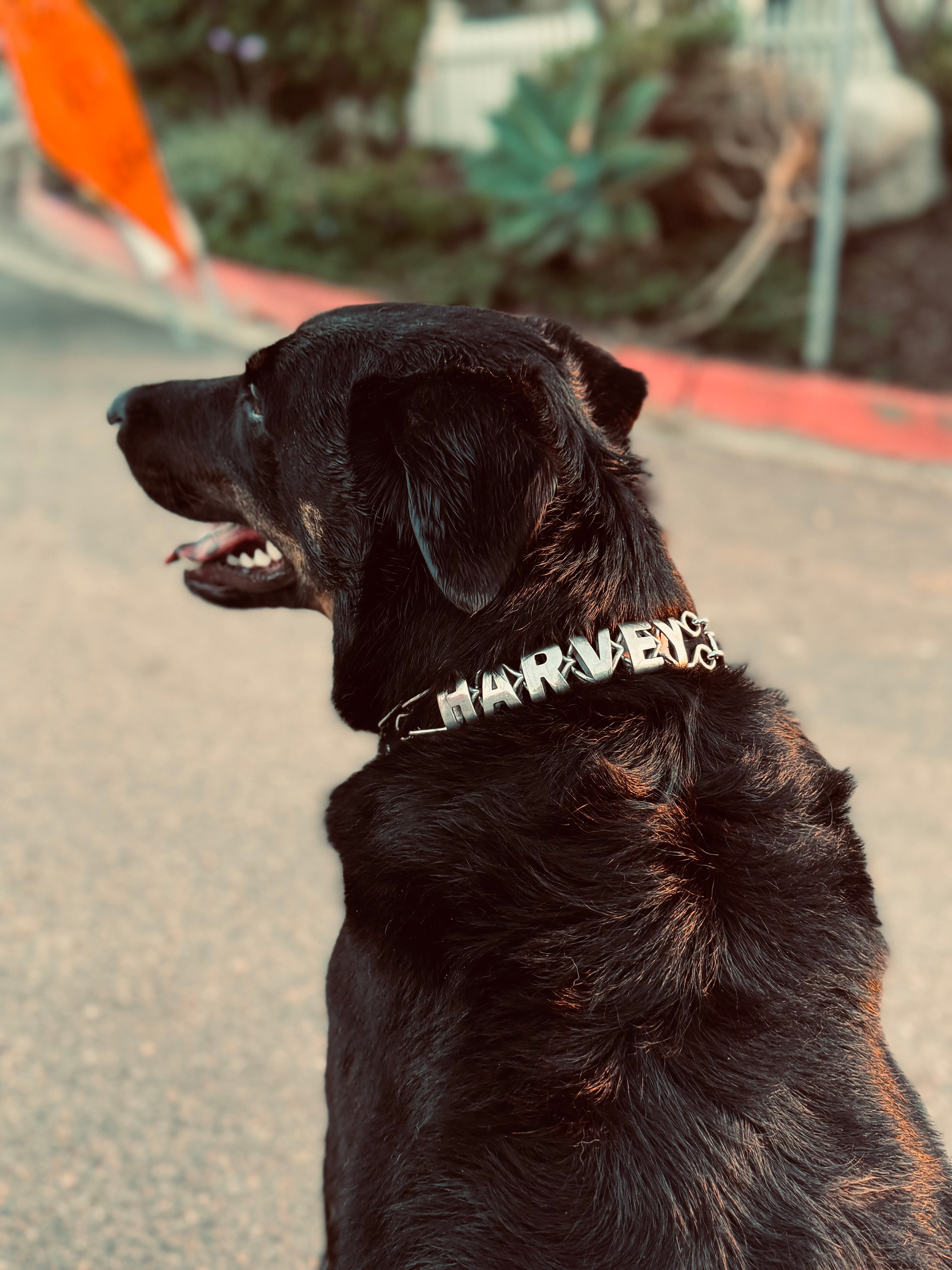 Personalized Prong Collars