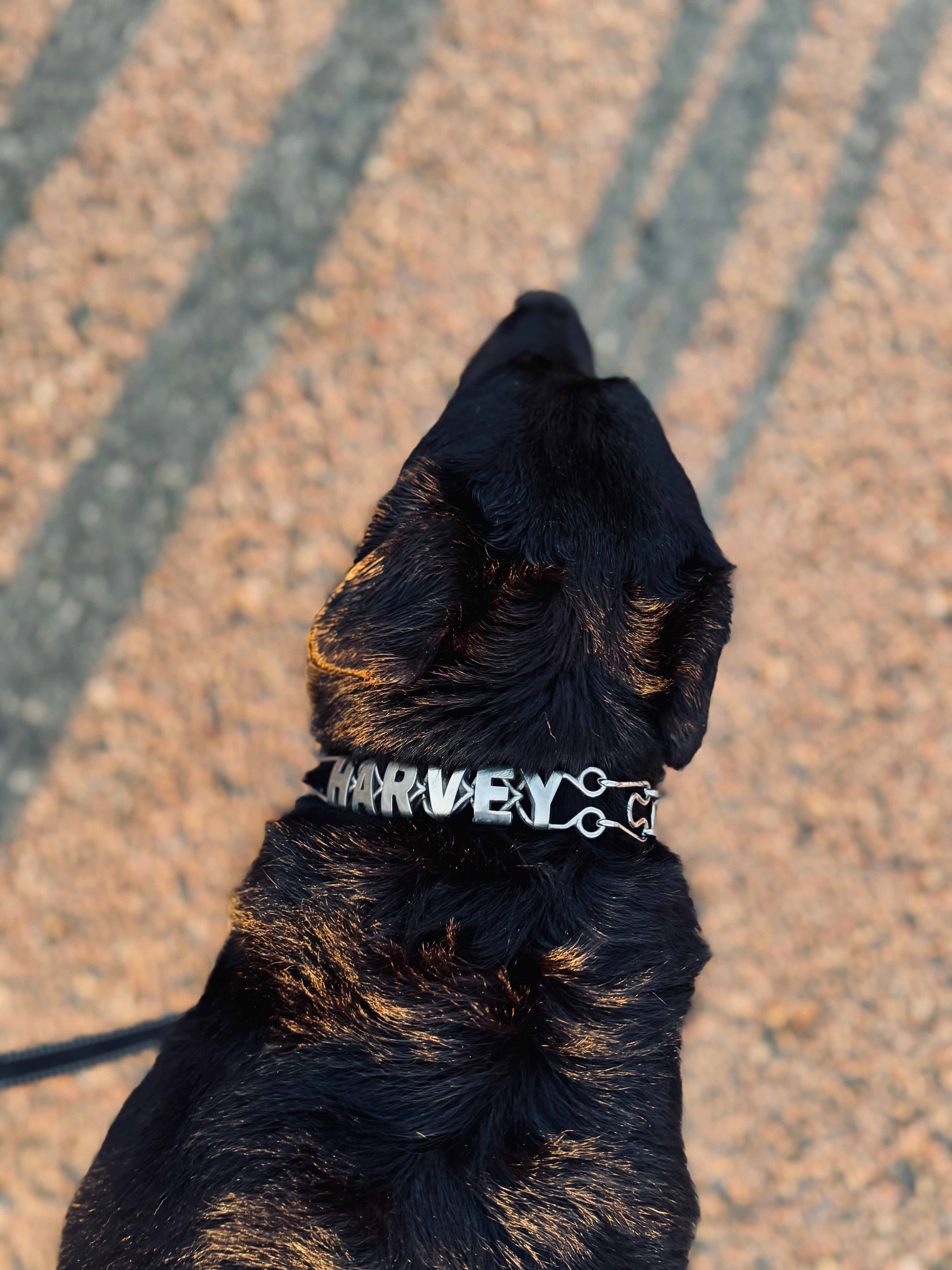 Personalized Prong Collars
